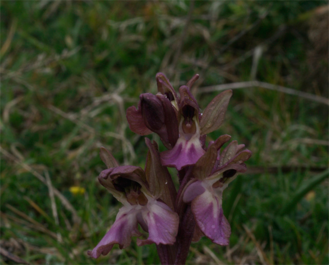 anacamptis collina sui generis